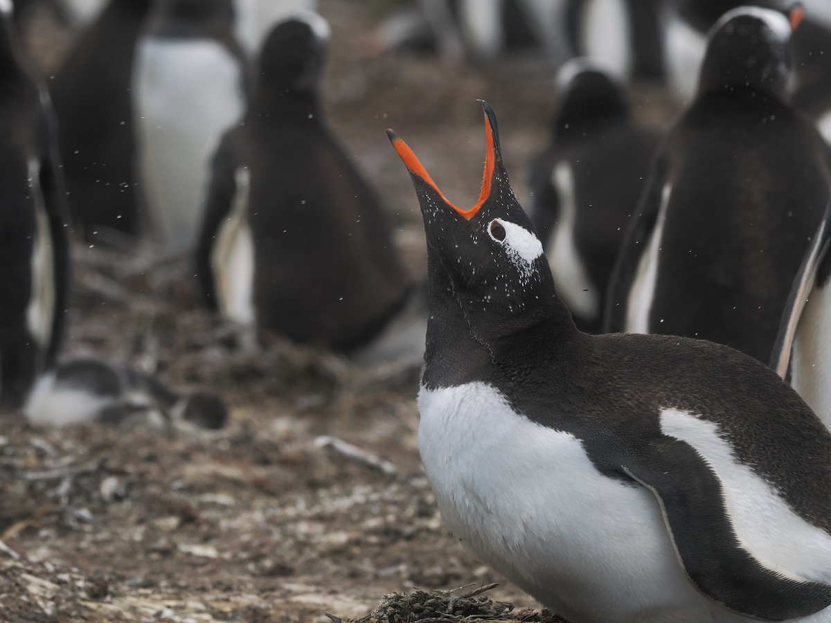 Gentoo Penguin - ML646824565