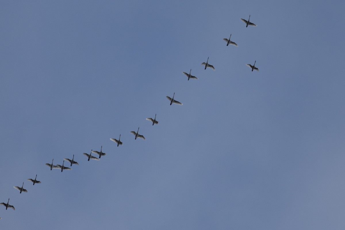 小天鵝 - ML646824566