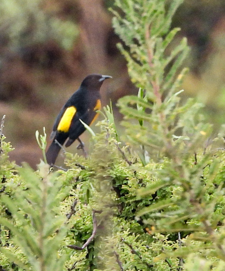 Turpial Culinegro - ML646824571