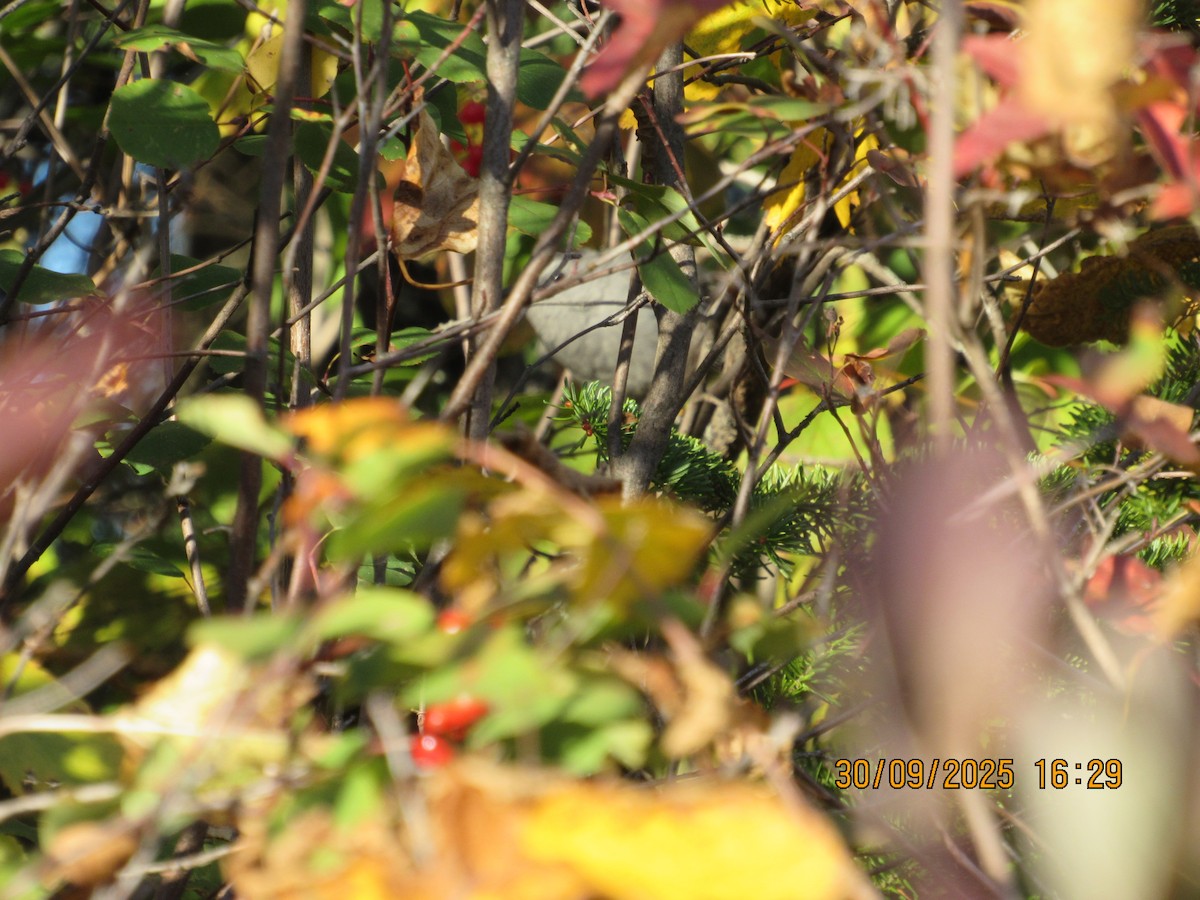 Gri Kedikuşu - ML646824572