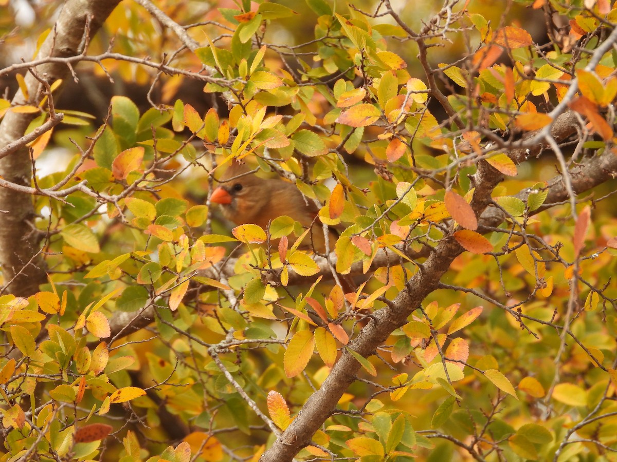 Rotkardinal - ML646824582