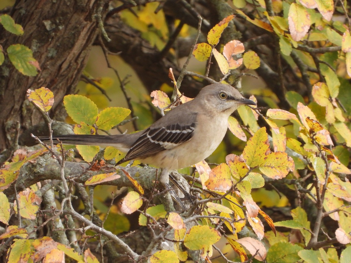 Gartenspottdrossel - ML646824587