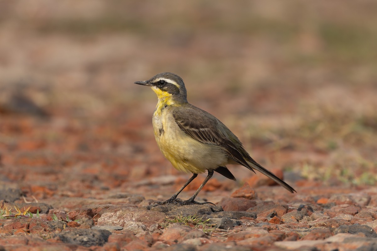 Eastern Yellow Wagtail - ML646824588