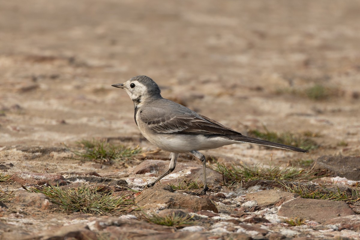 White Wagtail - ML646824590