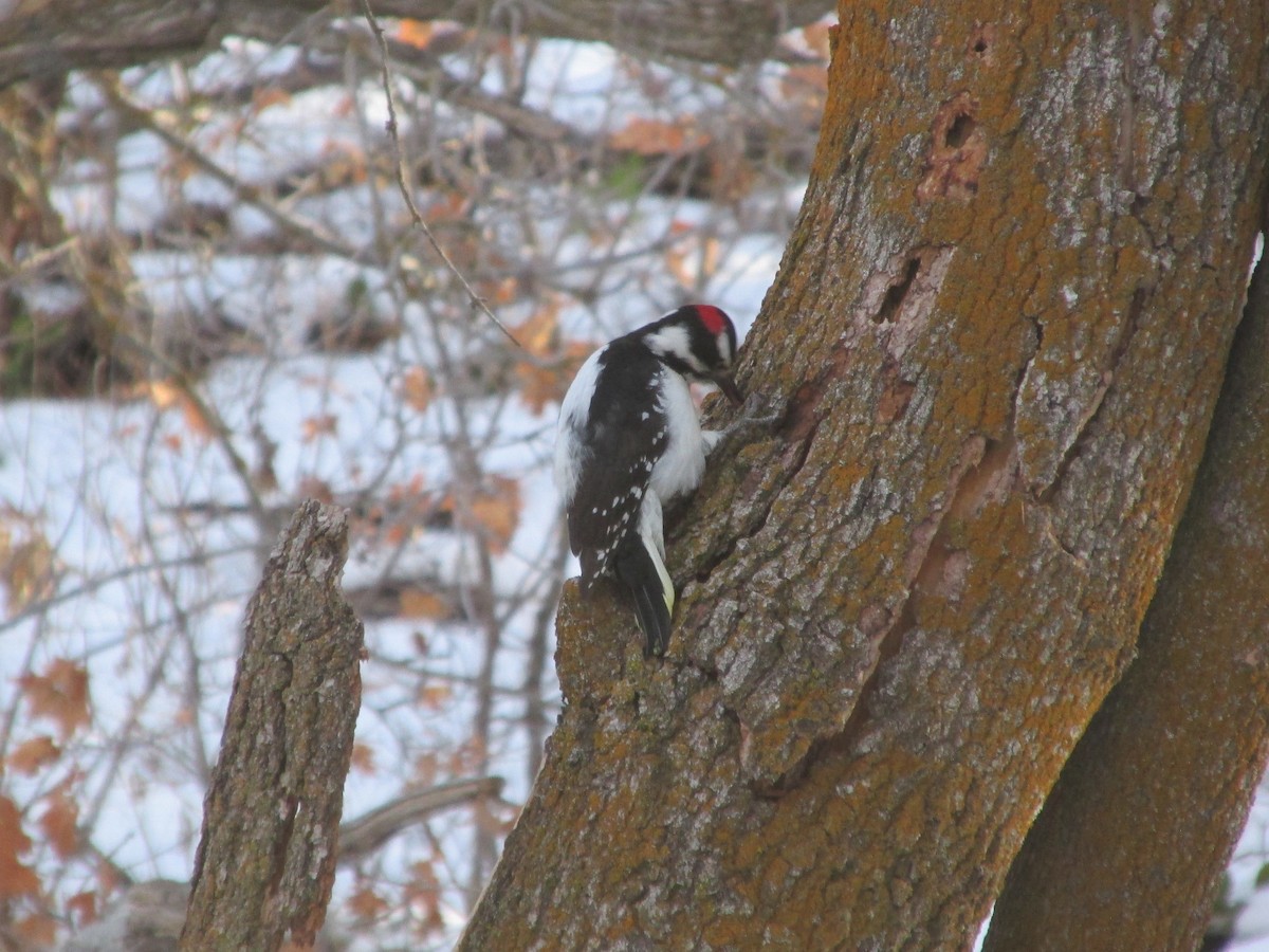 Hairy Woodpecker - ML646824592