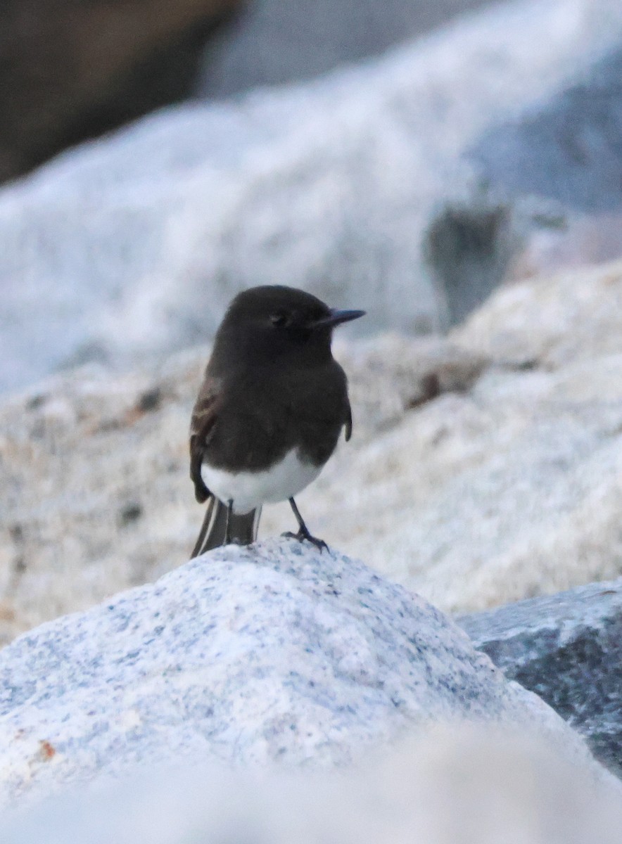 Black Phoebe - ML646824596