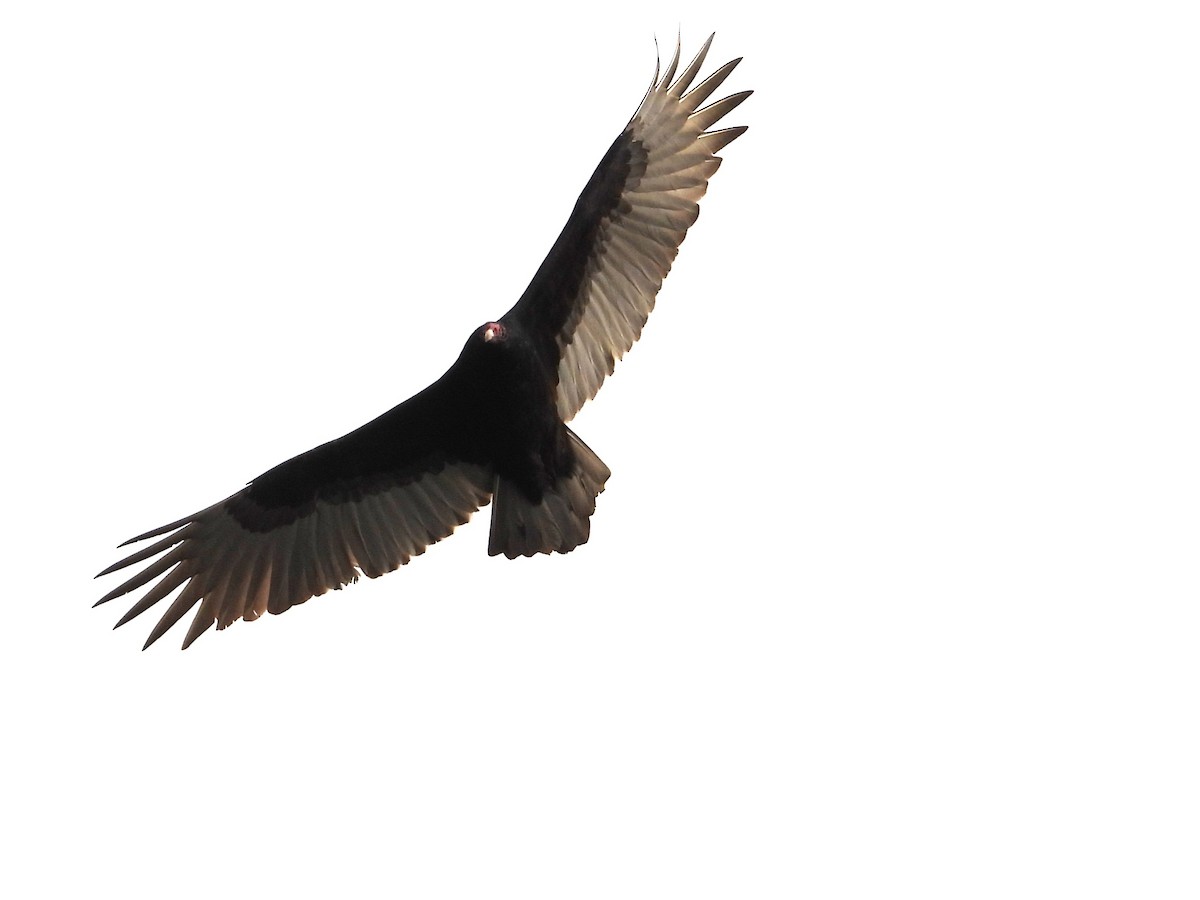 Truthahngeier - ML646824597