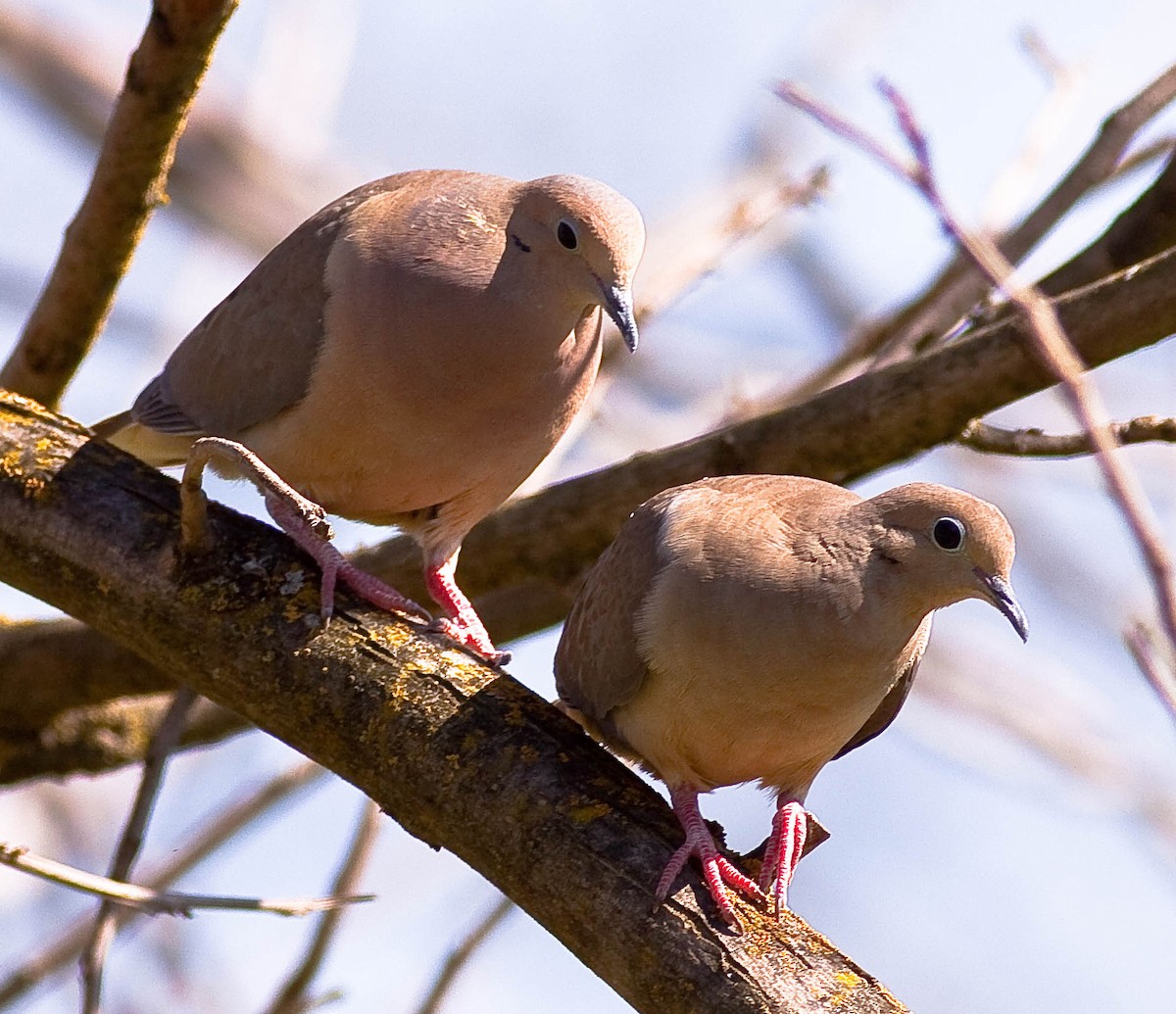 Mourning Dove - ML646824605