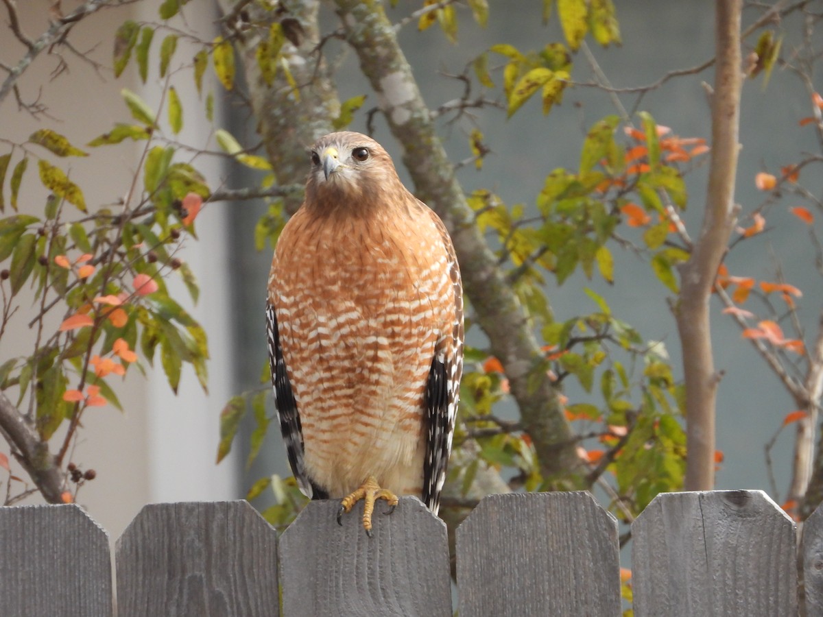 Rotschulterbussard - ML646824606