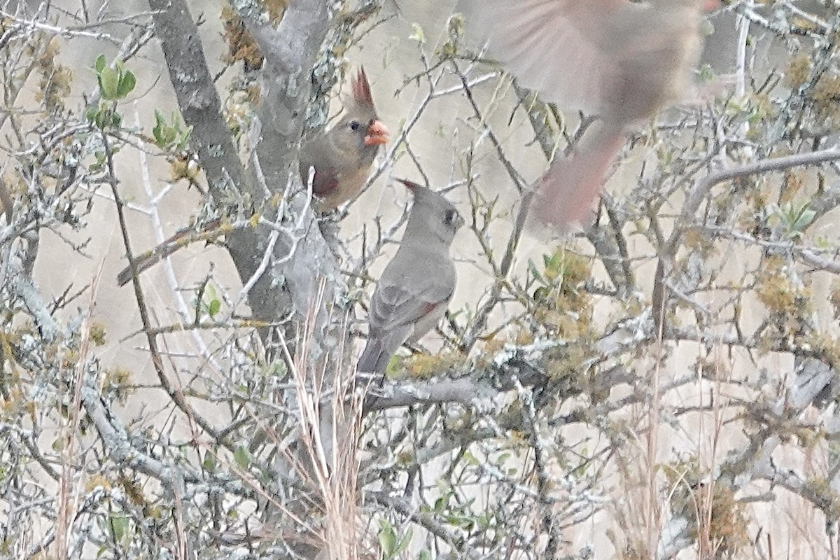 Pyrrhuloxia - ML646824612