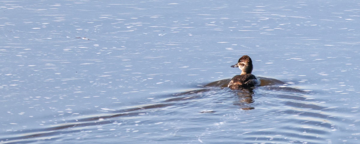 Савка американська - ML646824617