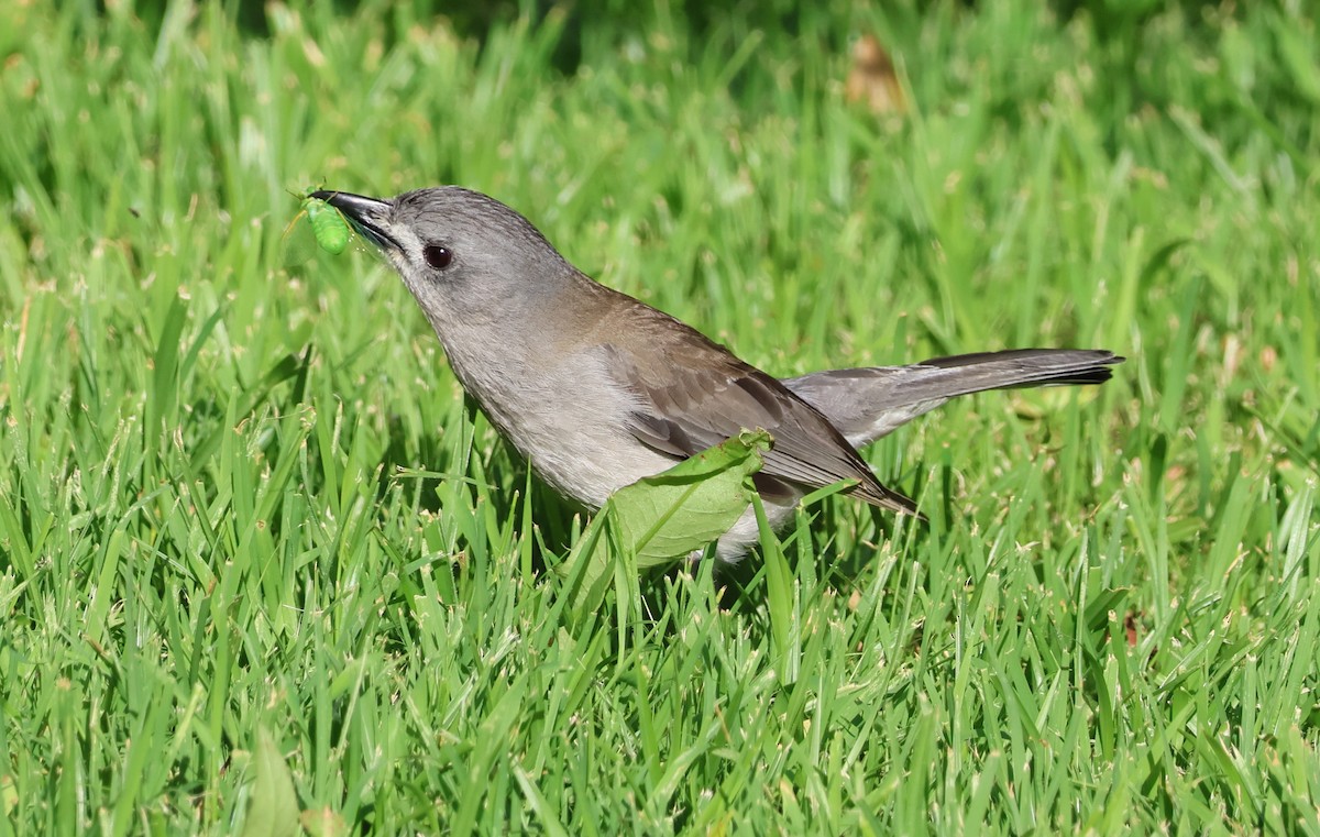 Weißzügel-Dickkopf - ML646824624