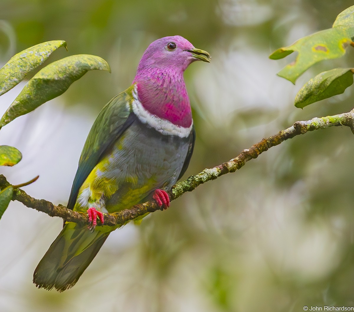 Pink-headed Fruit-Dove - ML646824626
