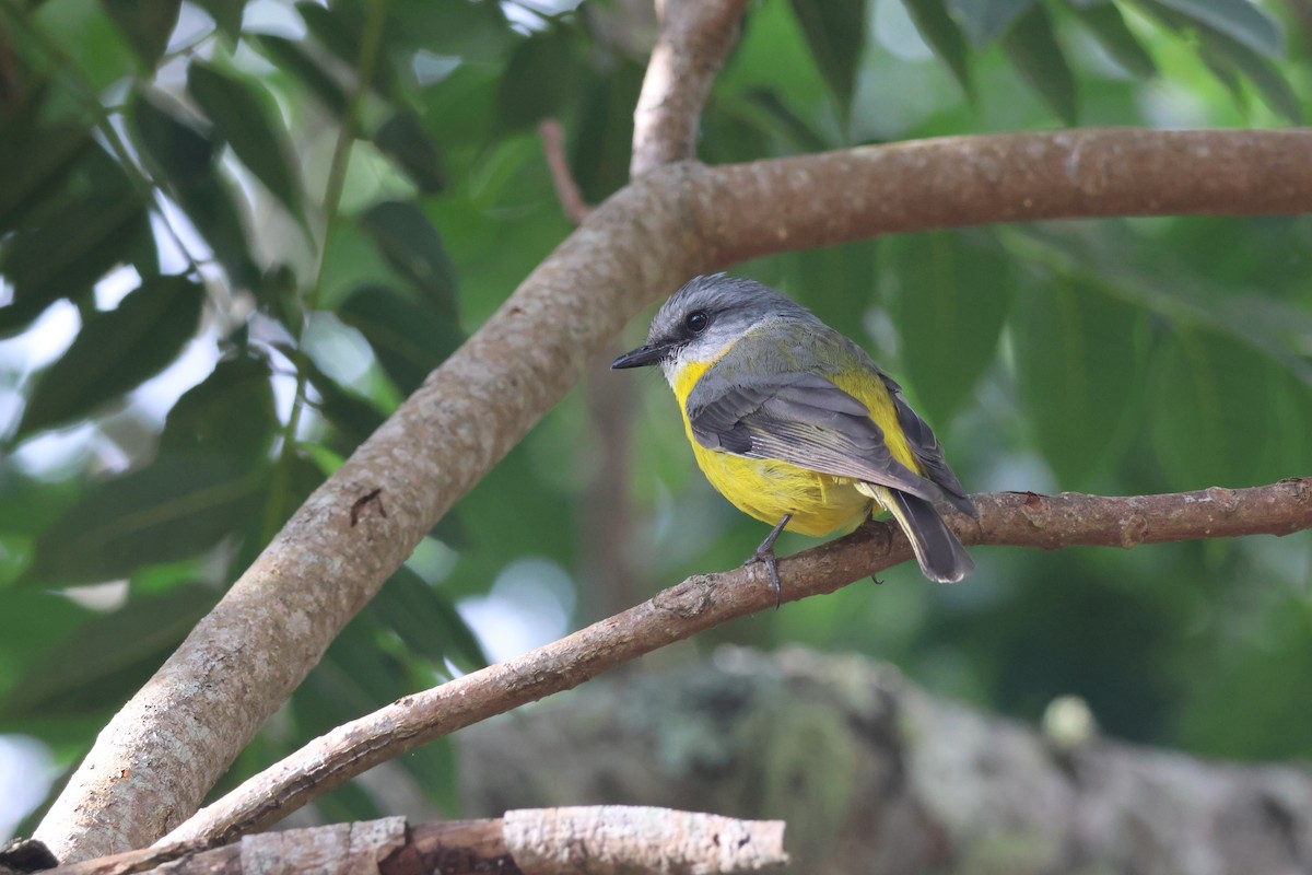 Doğulu Sarı Bülbül - ML646824627