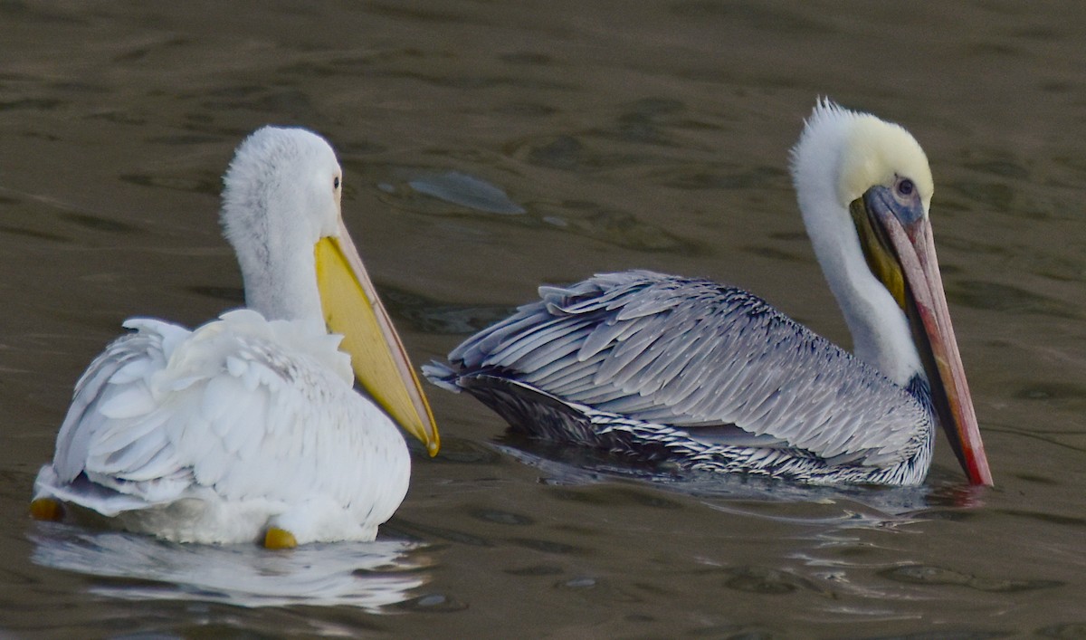 Brown Pelican - ML646824629