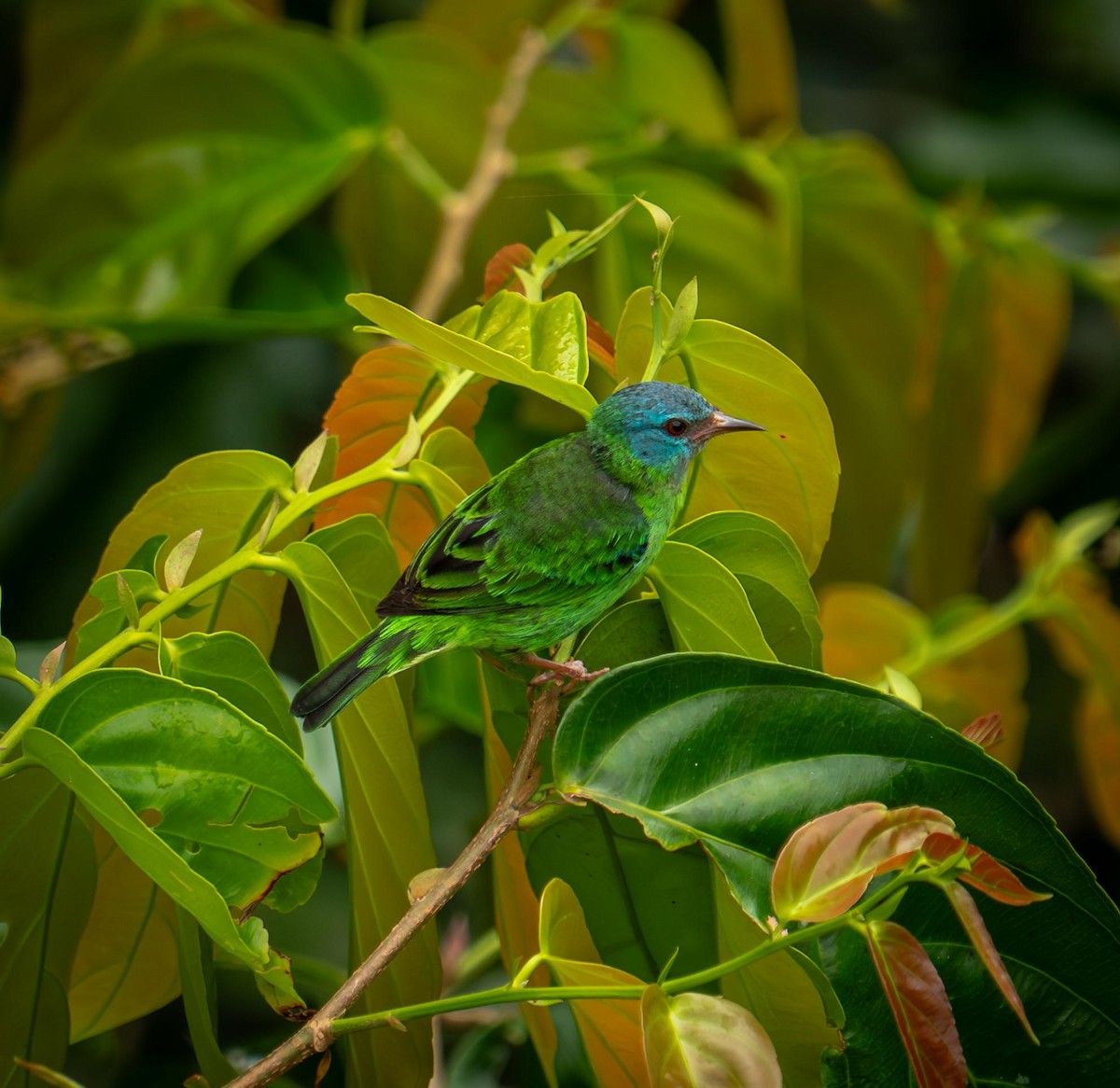 Blue Dacnis - ML646824631