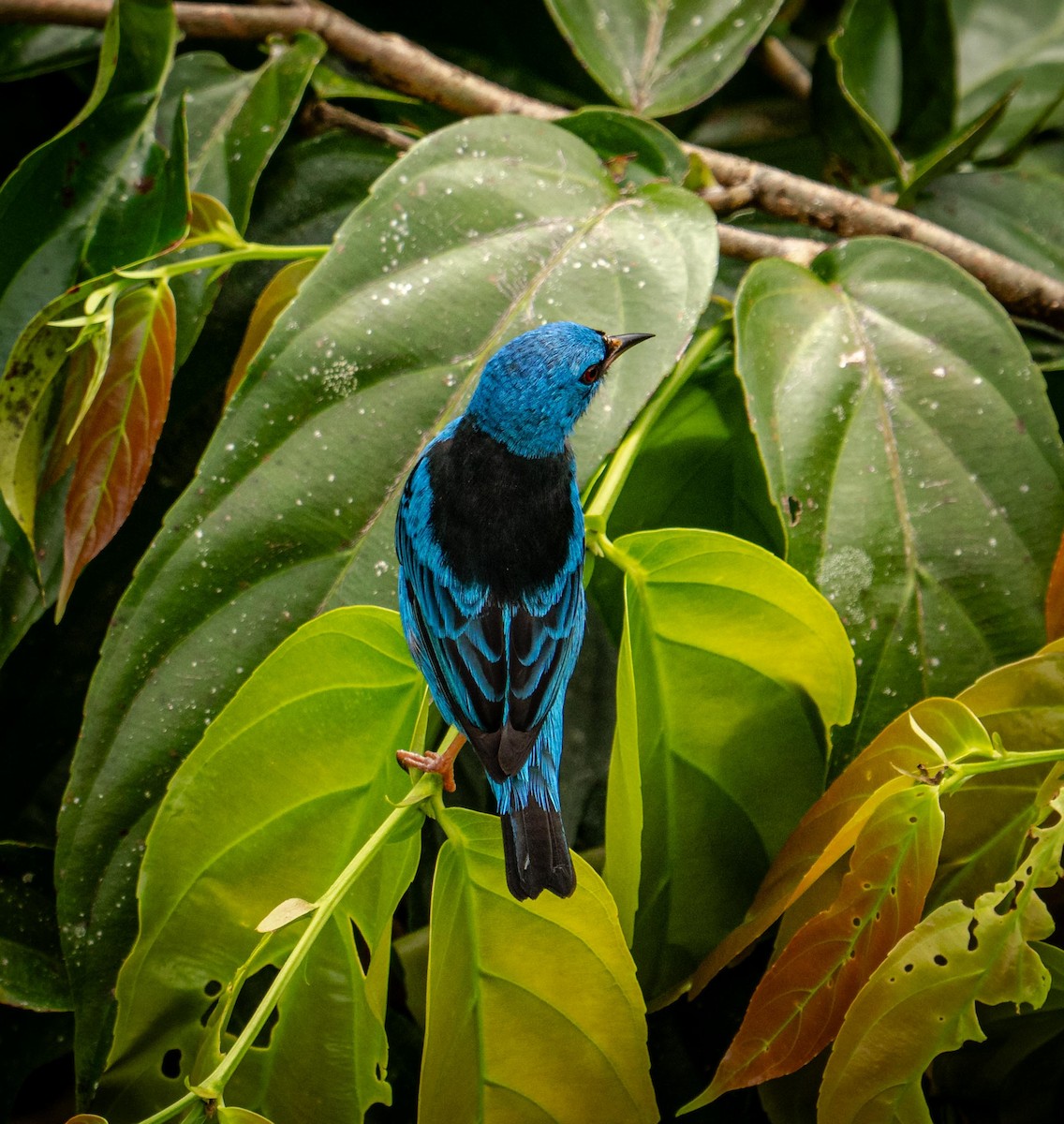 Blue Dacnis - ML646824632