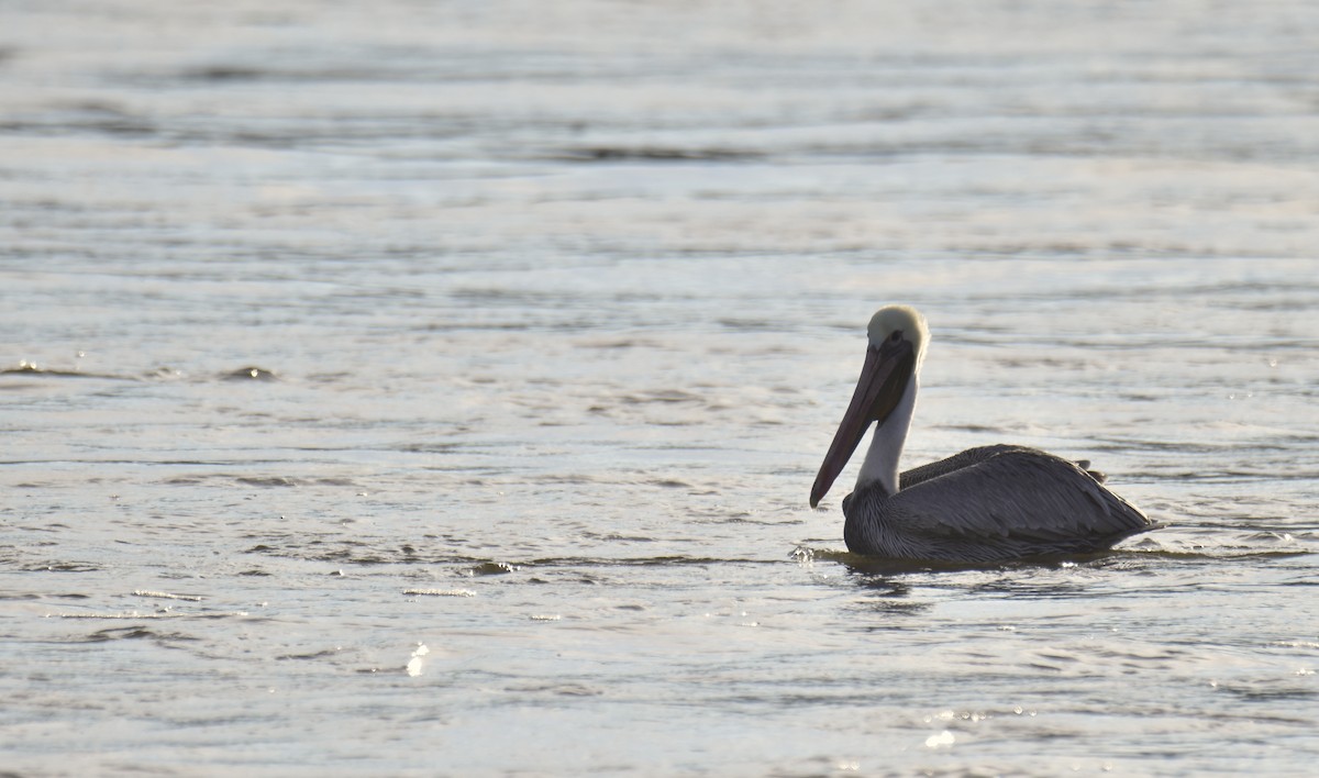 Brown Pelican - ML646824633
