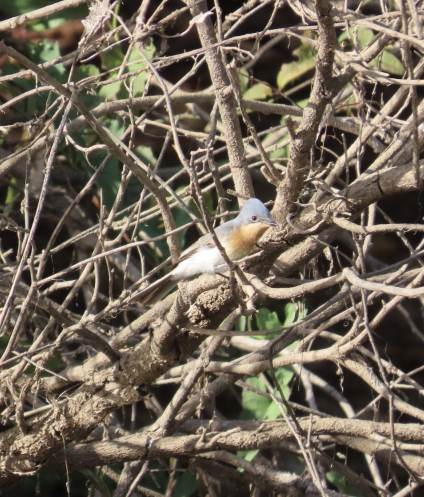 Leaden Flycatcher - ML646824635