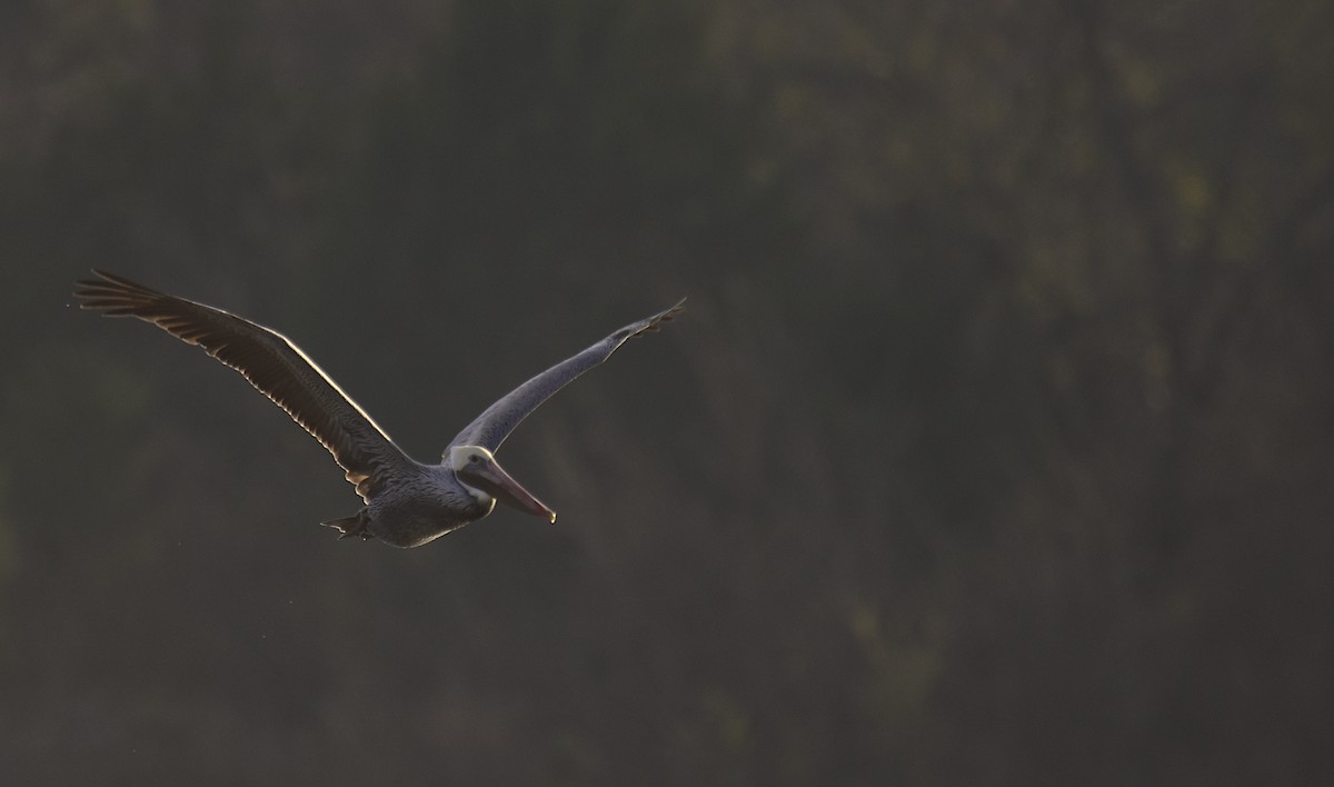 Brown Pelican - ML646824637