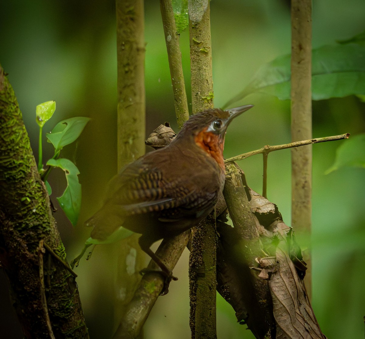 Song Wren - ML646824642