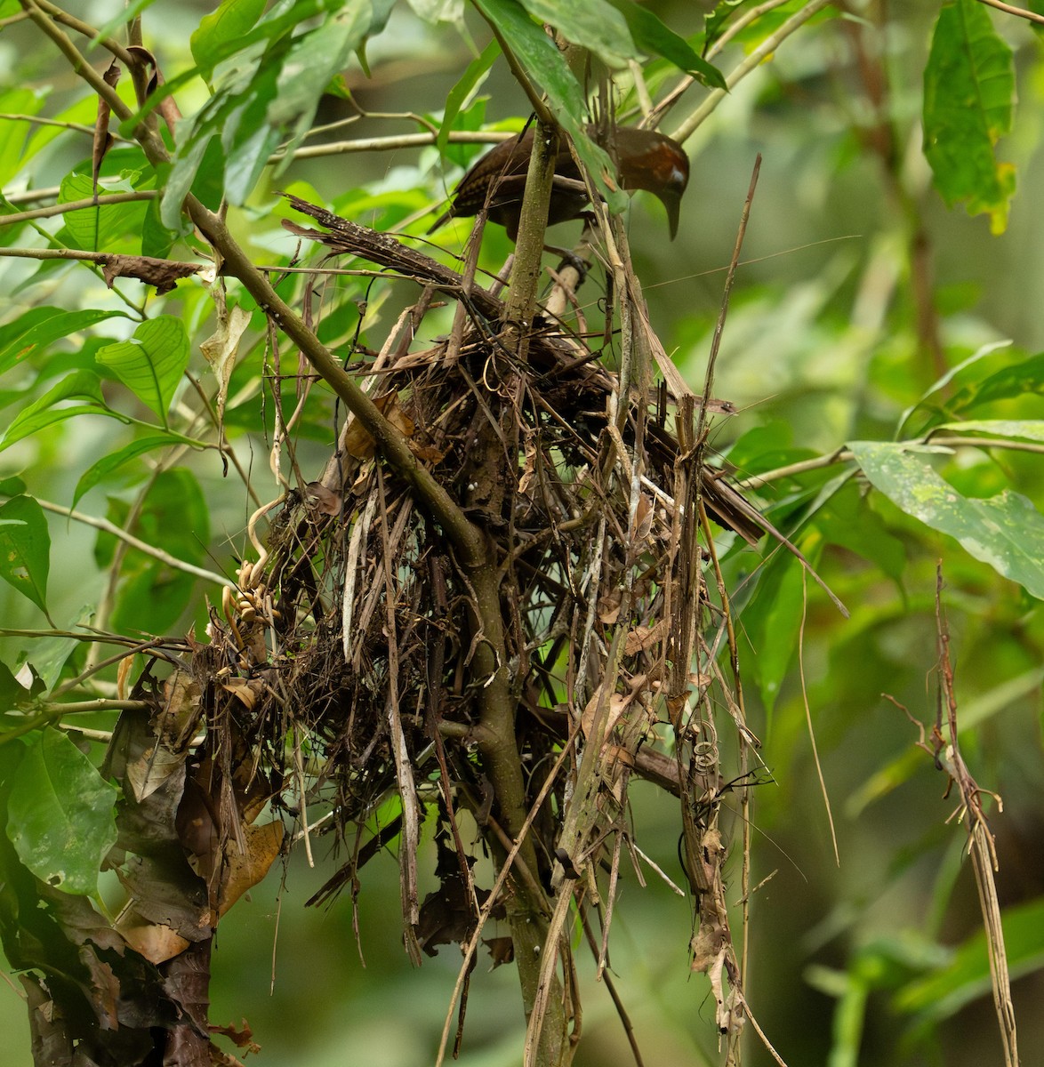 Song Wren - ML646824643