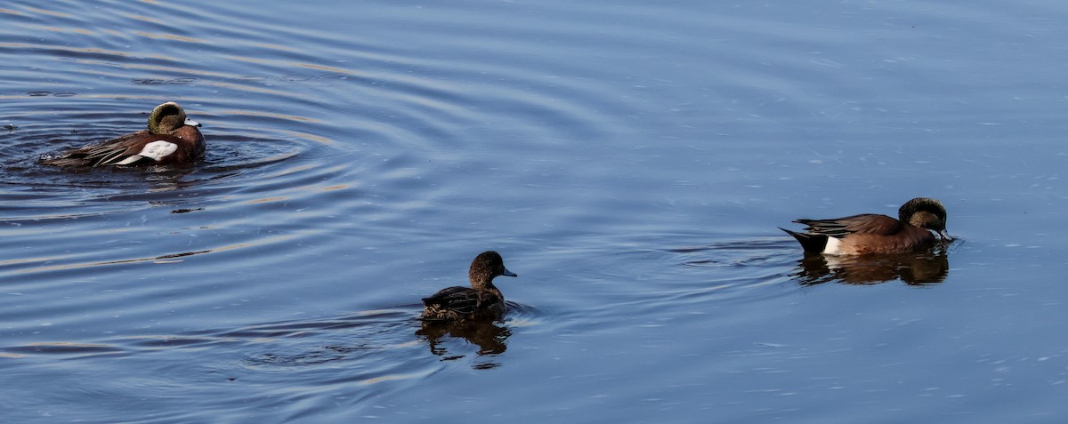 Canard d'Amérique - ML646824644