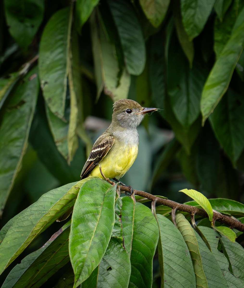 Great Crested Flycatcher - ML646824645