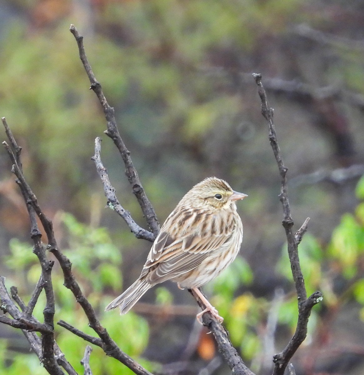 Chingolo Sabanero - ML646824651