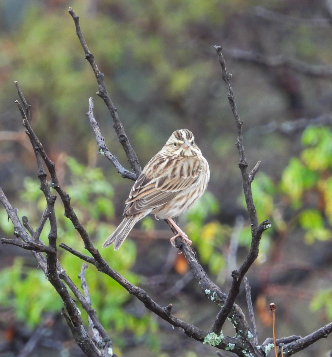 Chingolo Sabanero - ML646824652