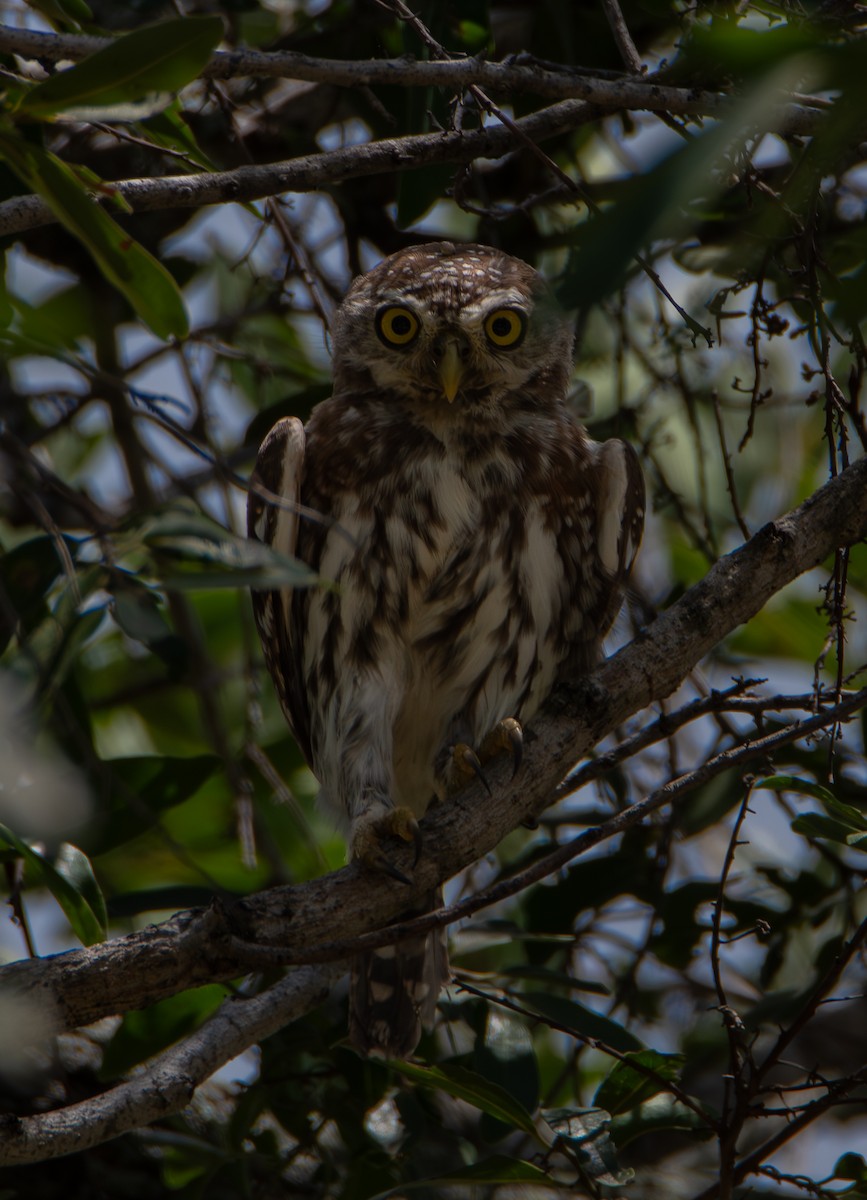 Perlzwergkauz - ML646824660