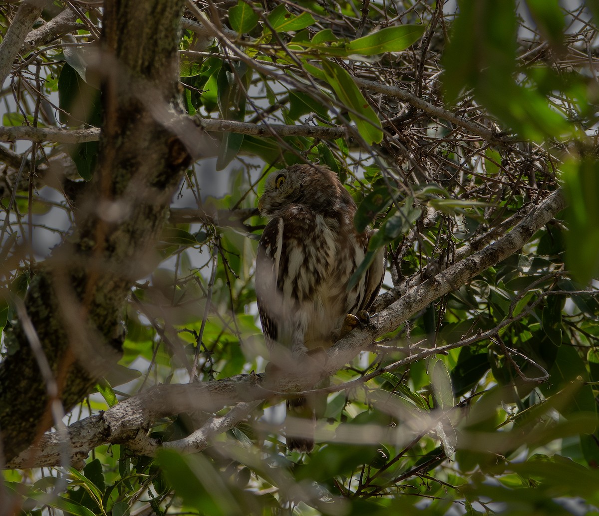 Perlzwergkauz - ML646824661