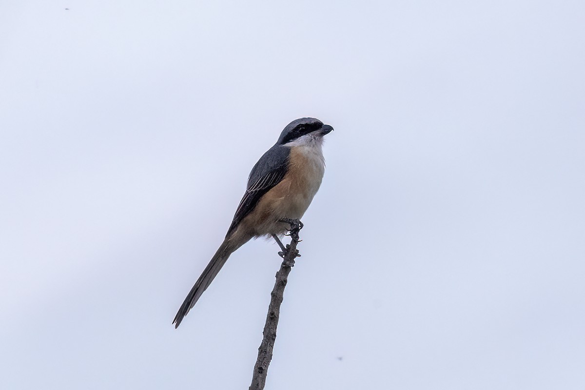 Сорокопуд тибетський - ML646824662