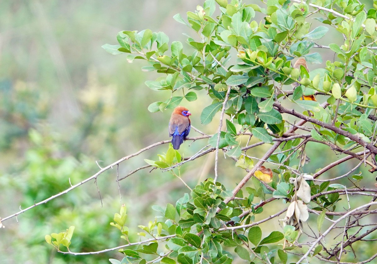 Çivit Mumgagası - ML646824664