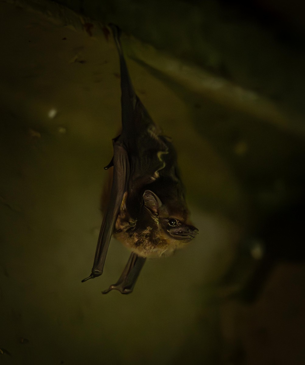 Lesser Sac-winged Bat - ML646824665