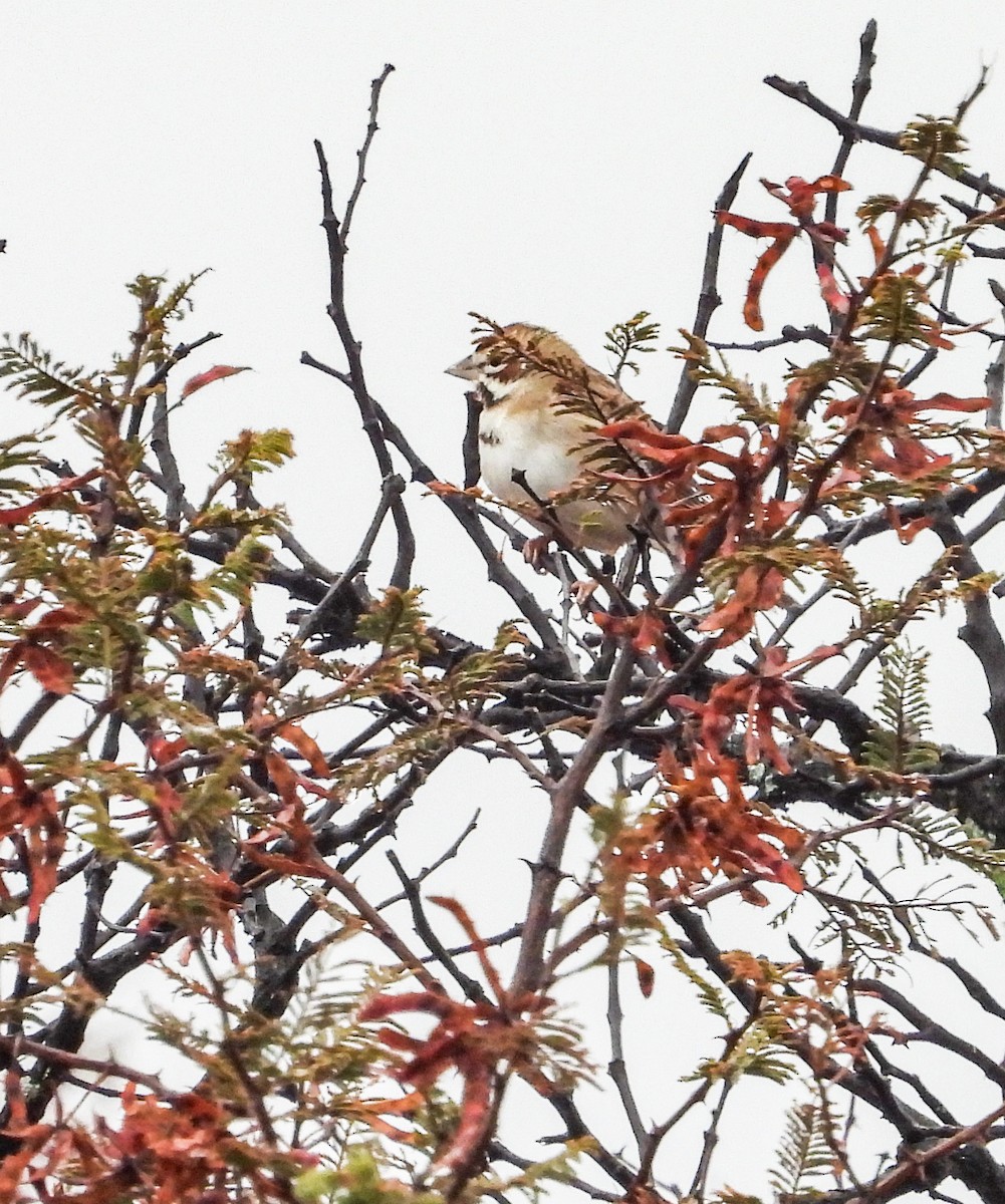 Chingolo Arlequín - ML646824671