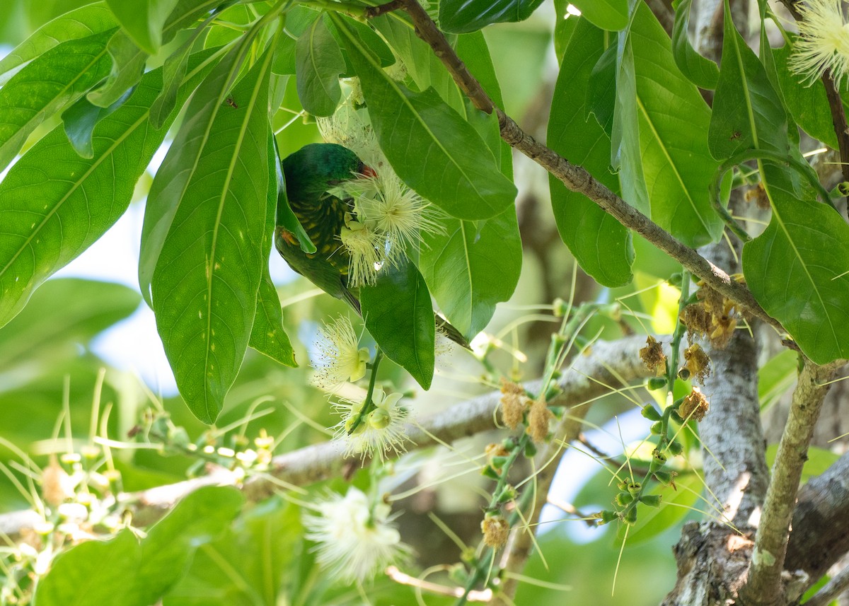 Scaly-breasted Lorikeet - ML646824672