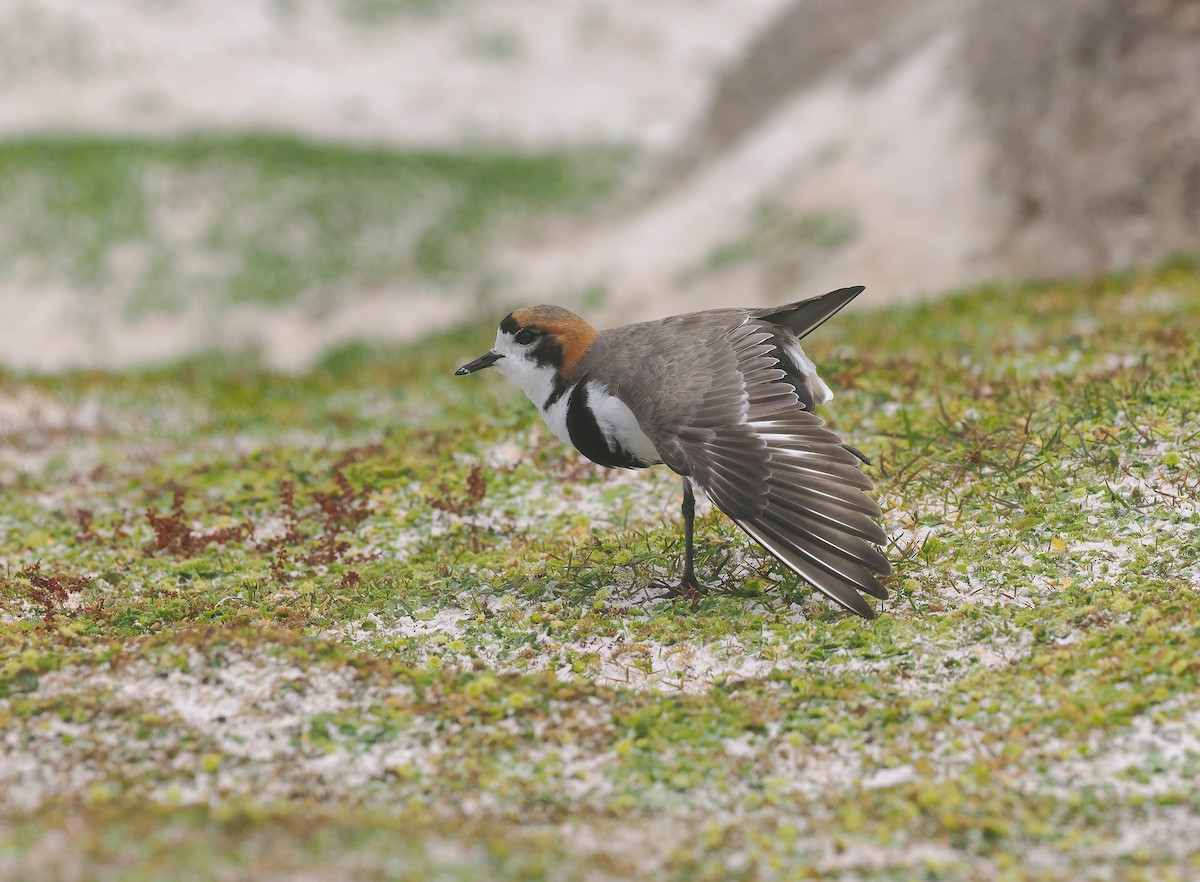 Two-banded Plover - ML646824678