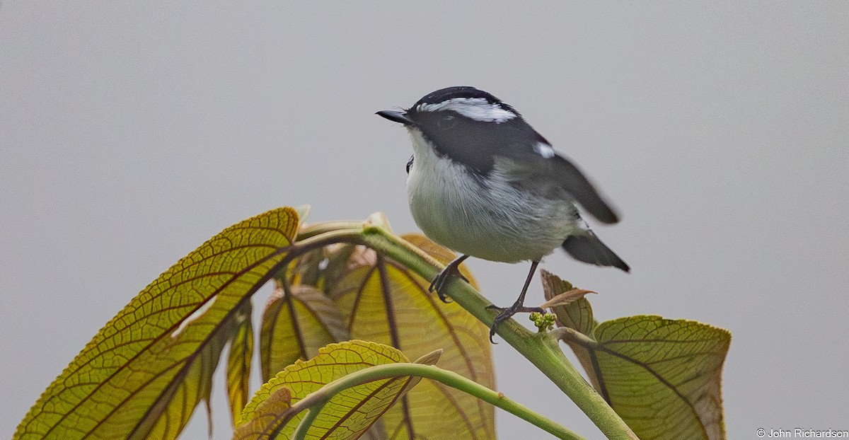 Little Pied Flycatcher - ML646824680