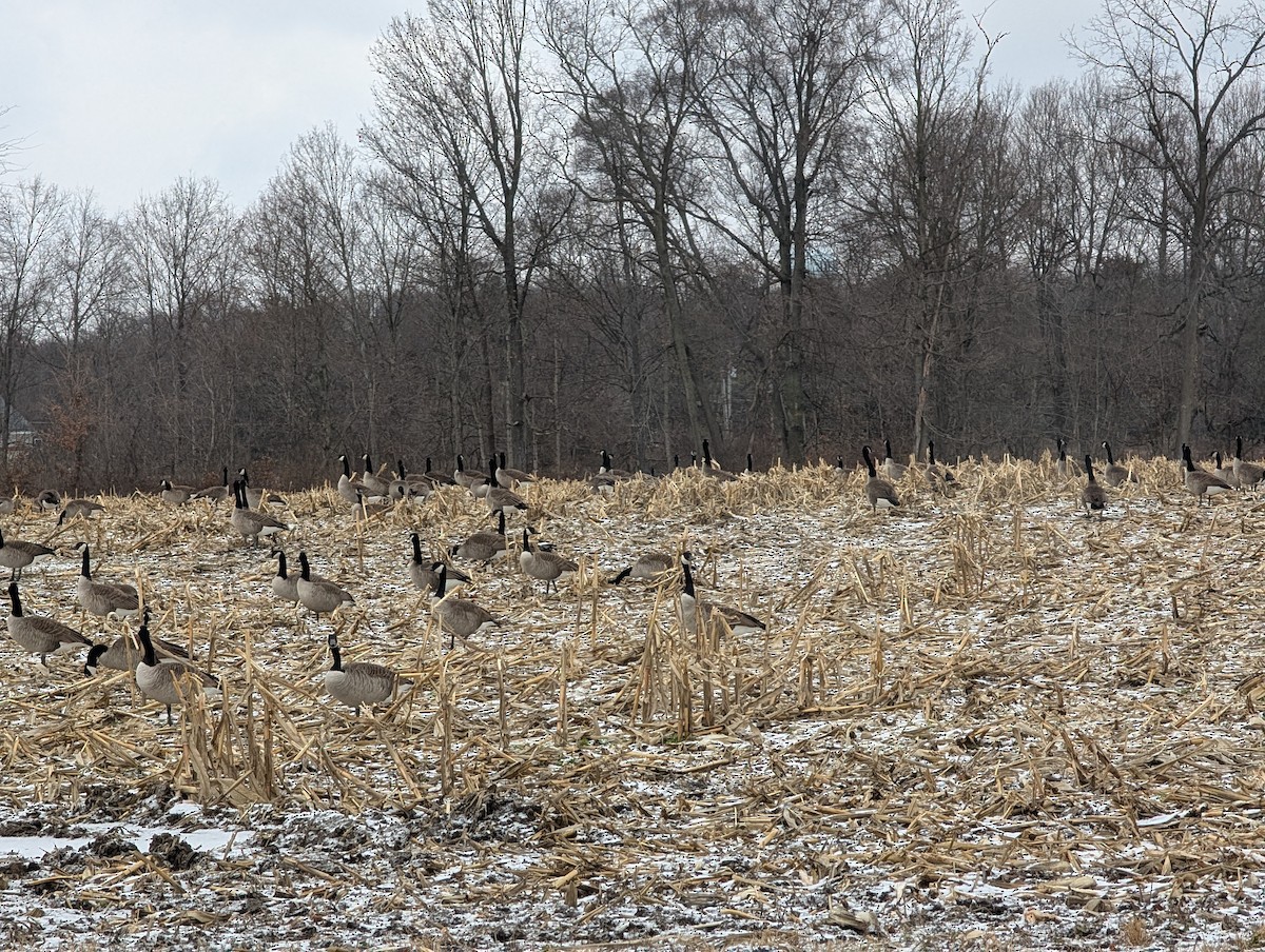 Canada Goose - ML646824682