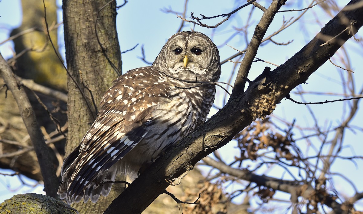 Barred Owl - ML646824683