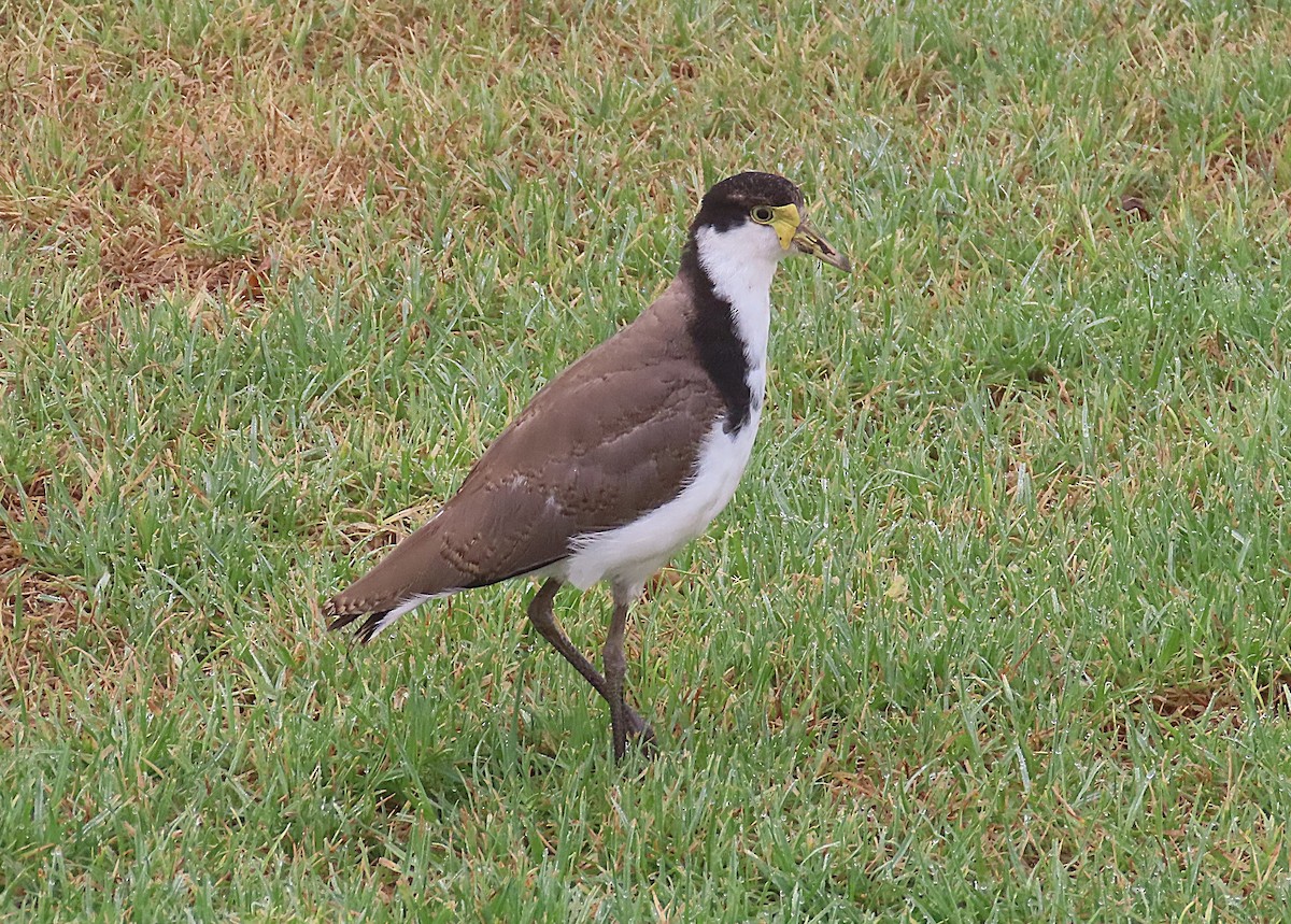 Masked Lapwing - ML646824684