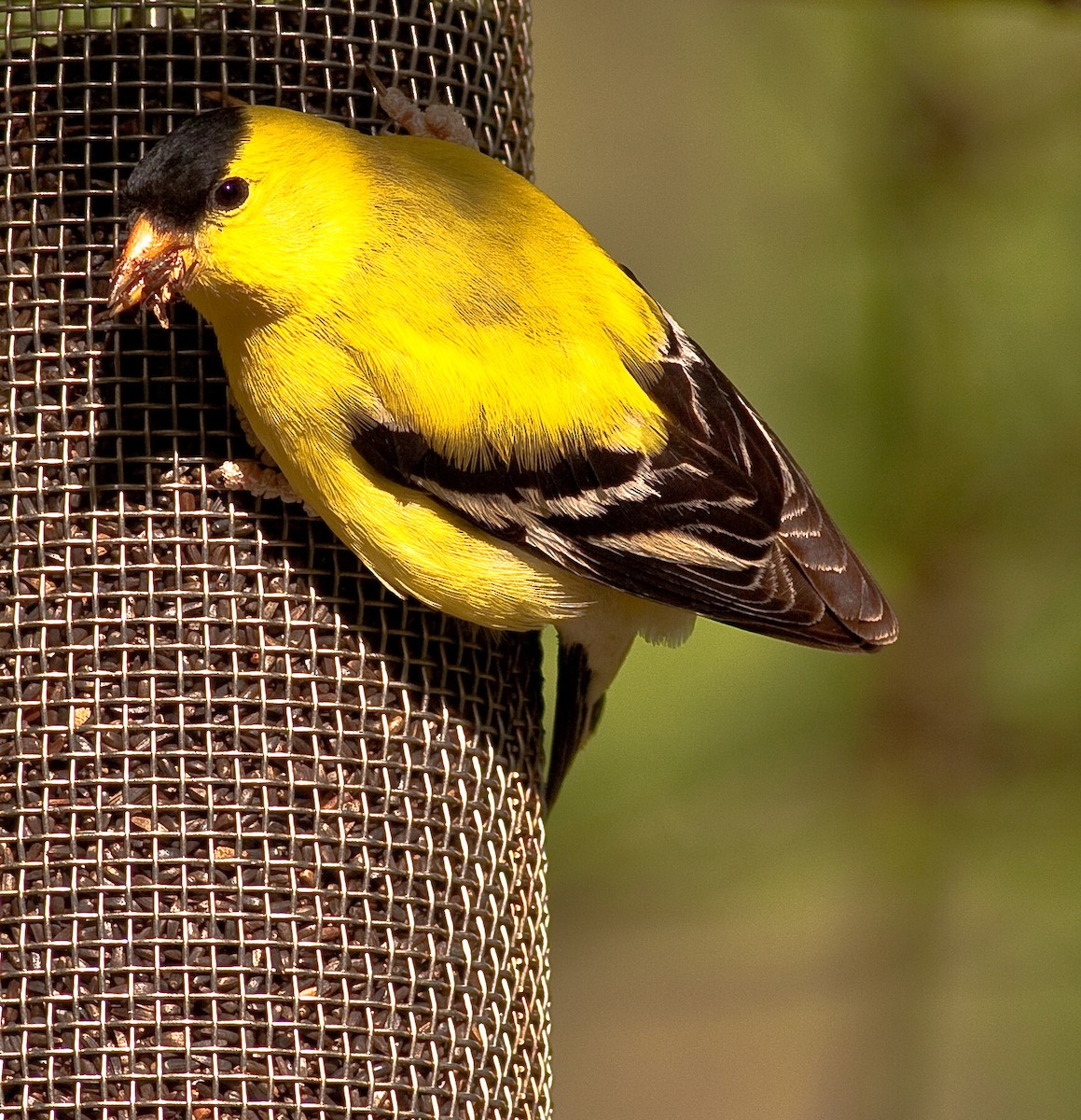 American Goldfinch - ML646824685