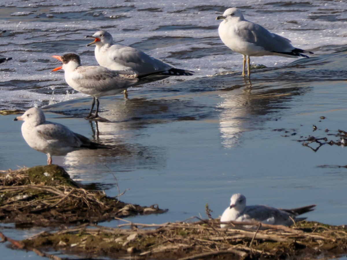 Ring-billed Gull - ML646824687
