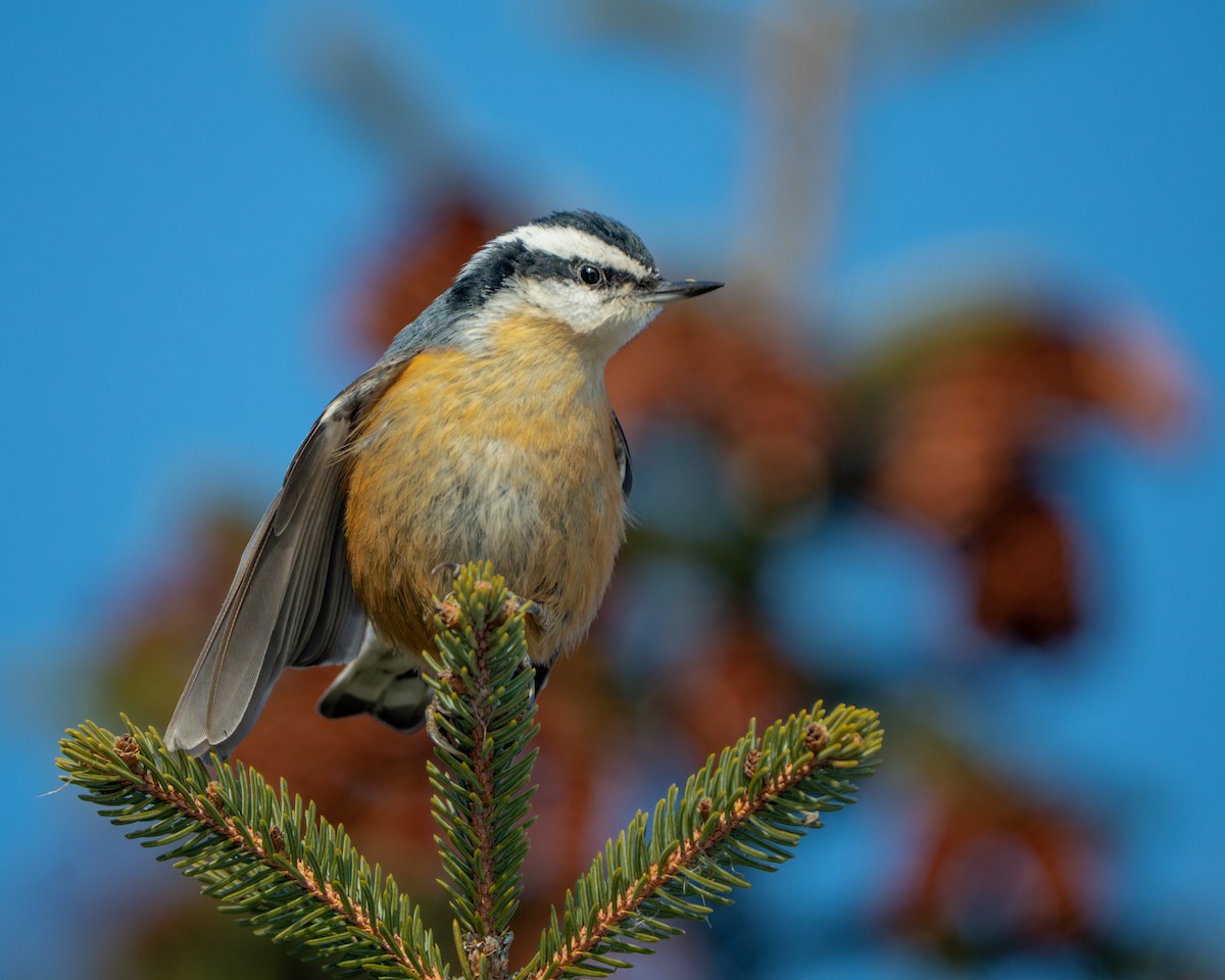 Trepador Canadiense - ML646824688