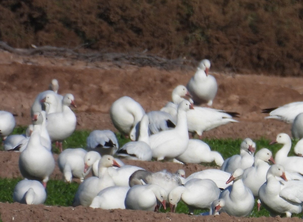 Ross's Goose - ML646824689
