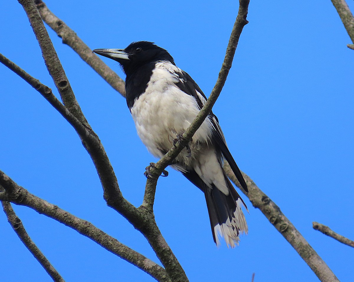 Pied Butcherbird - ML646824690