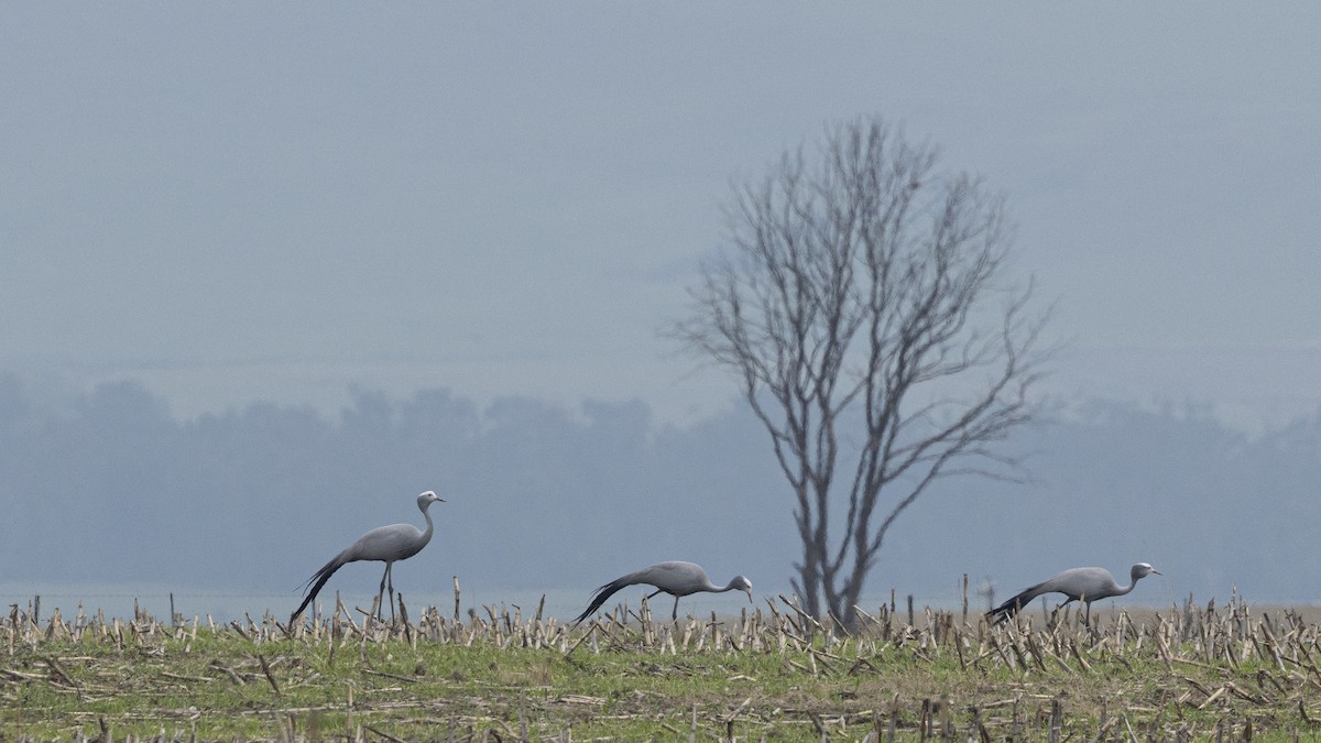 Blue Crane - ML646824691