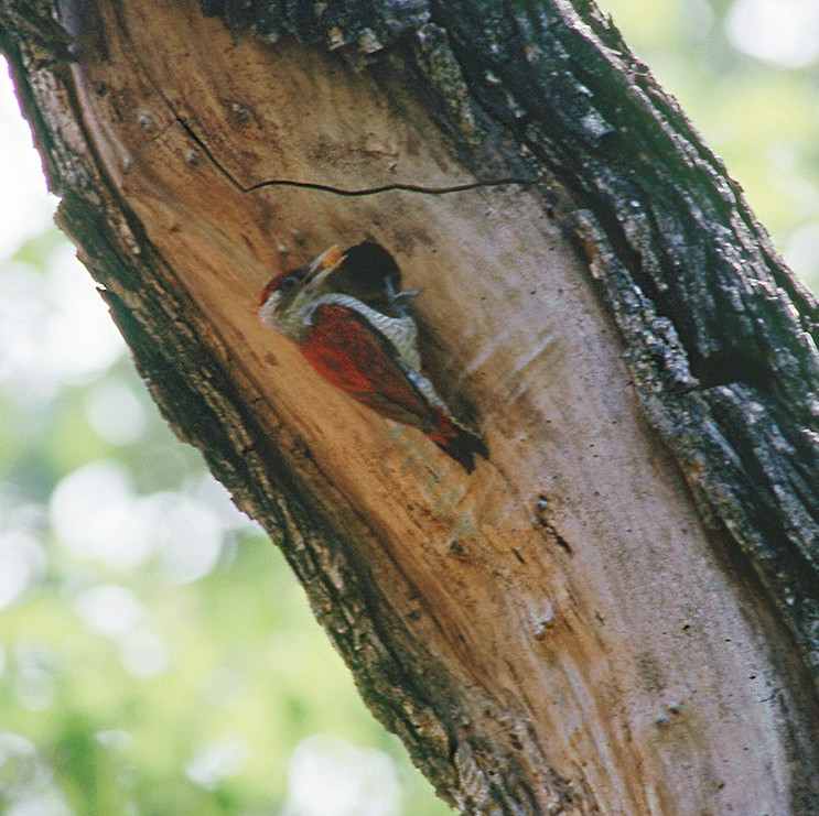 Scarlet-backed Woodpecker - ML646824692