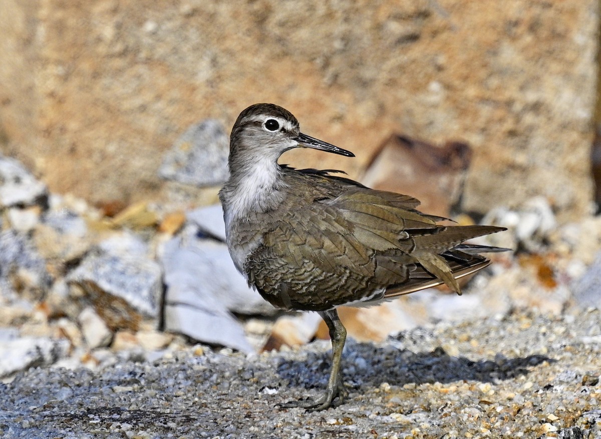 磯鷸 - ML646824693